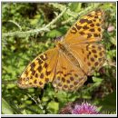 Argynnis paphia - Kaisermantel w06.jpg